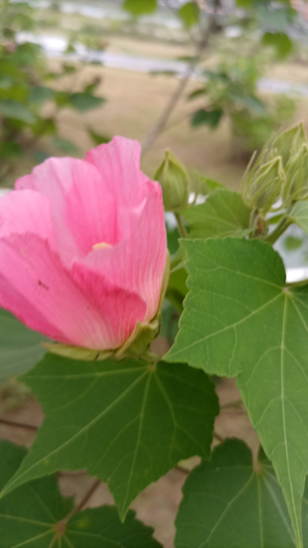 七月芙蓉,六月桃. 67重瓣竹桃甚妖娆. 67单层芙蓉粉如面.