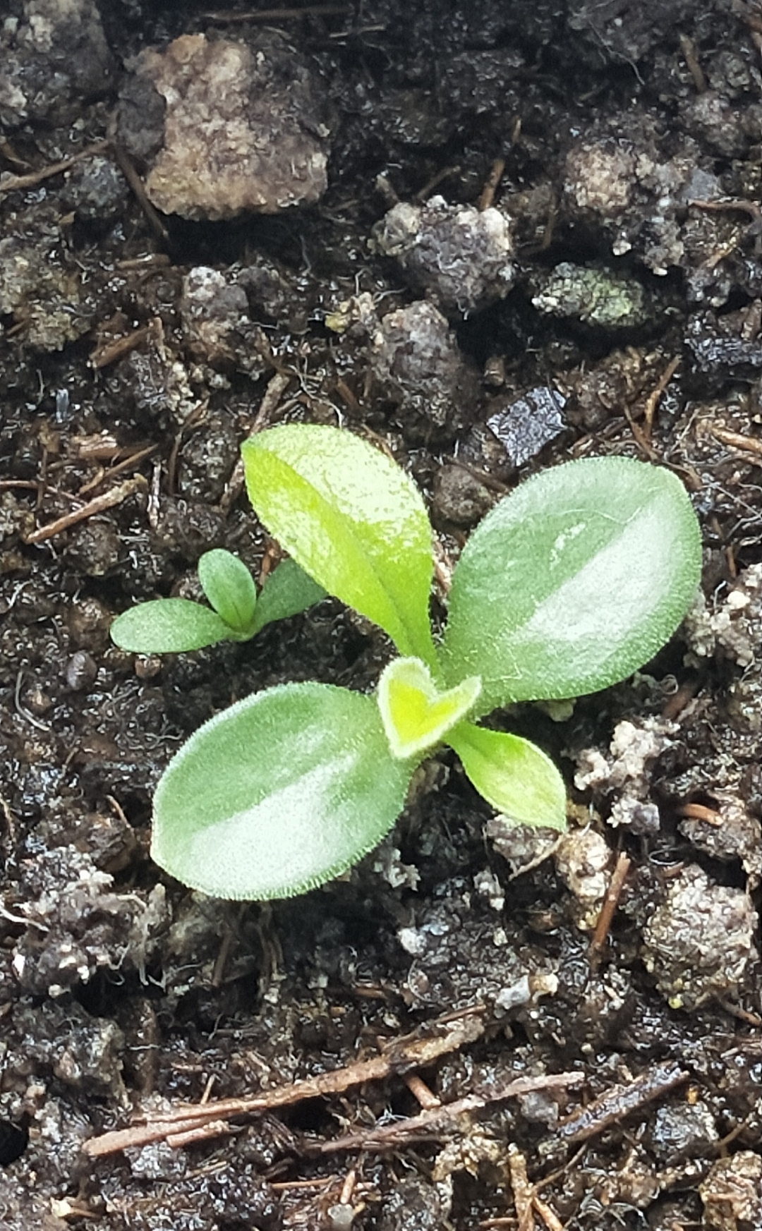 花盆里长出这个幼苗,意外的收获.新生命,破土而出,迎接希望的每一天!