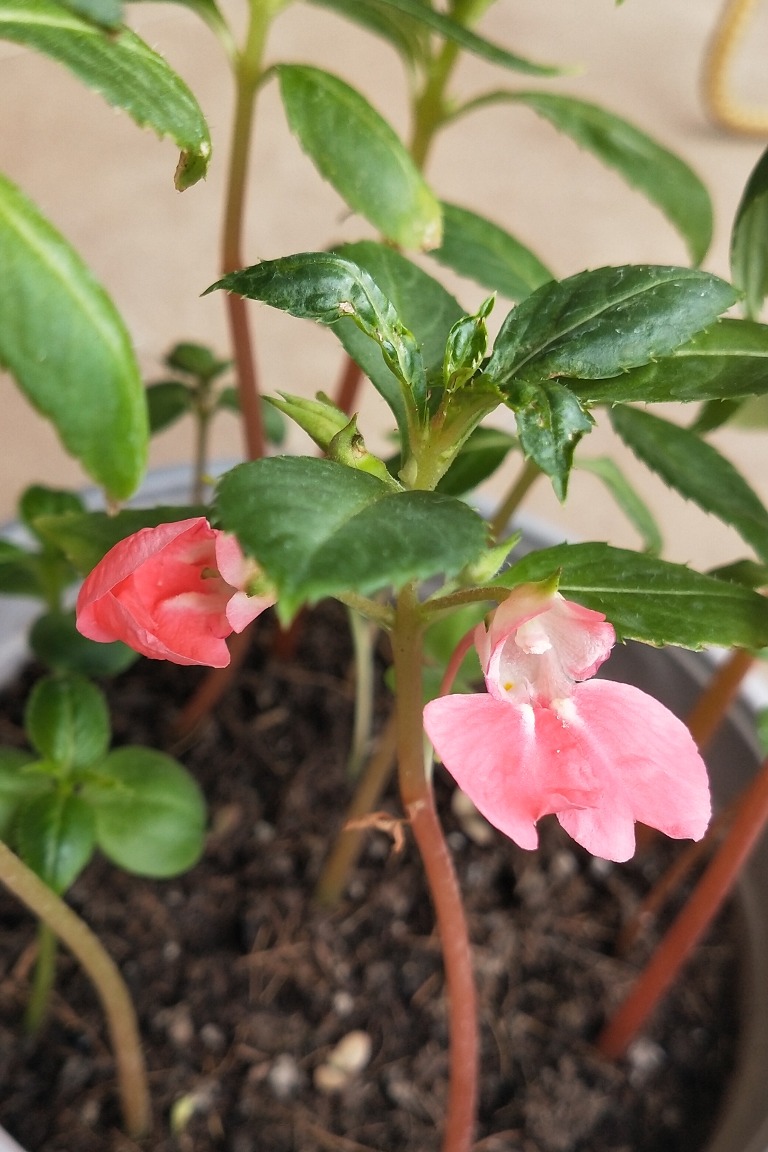 凤仙花(指甲草)