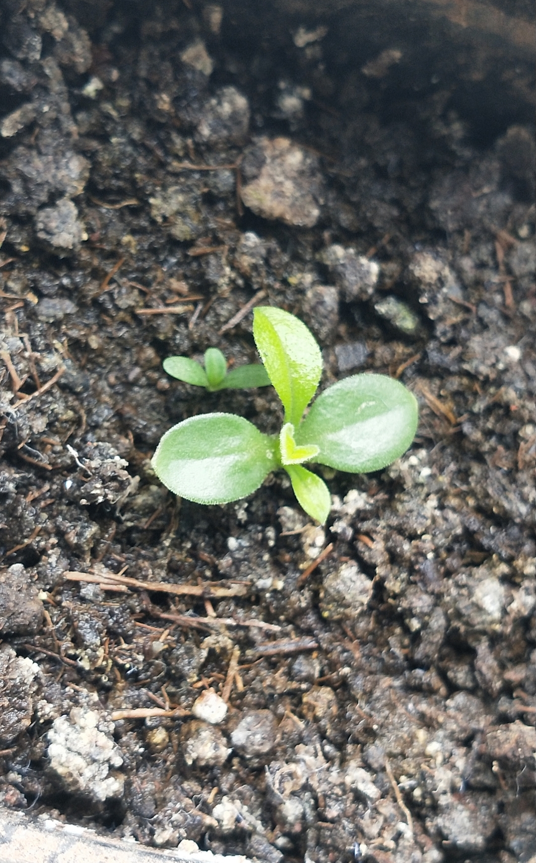 花盆里长出这个幼苗