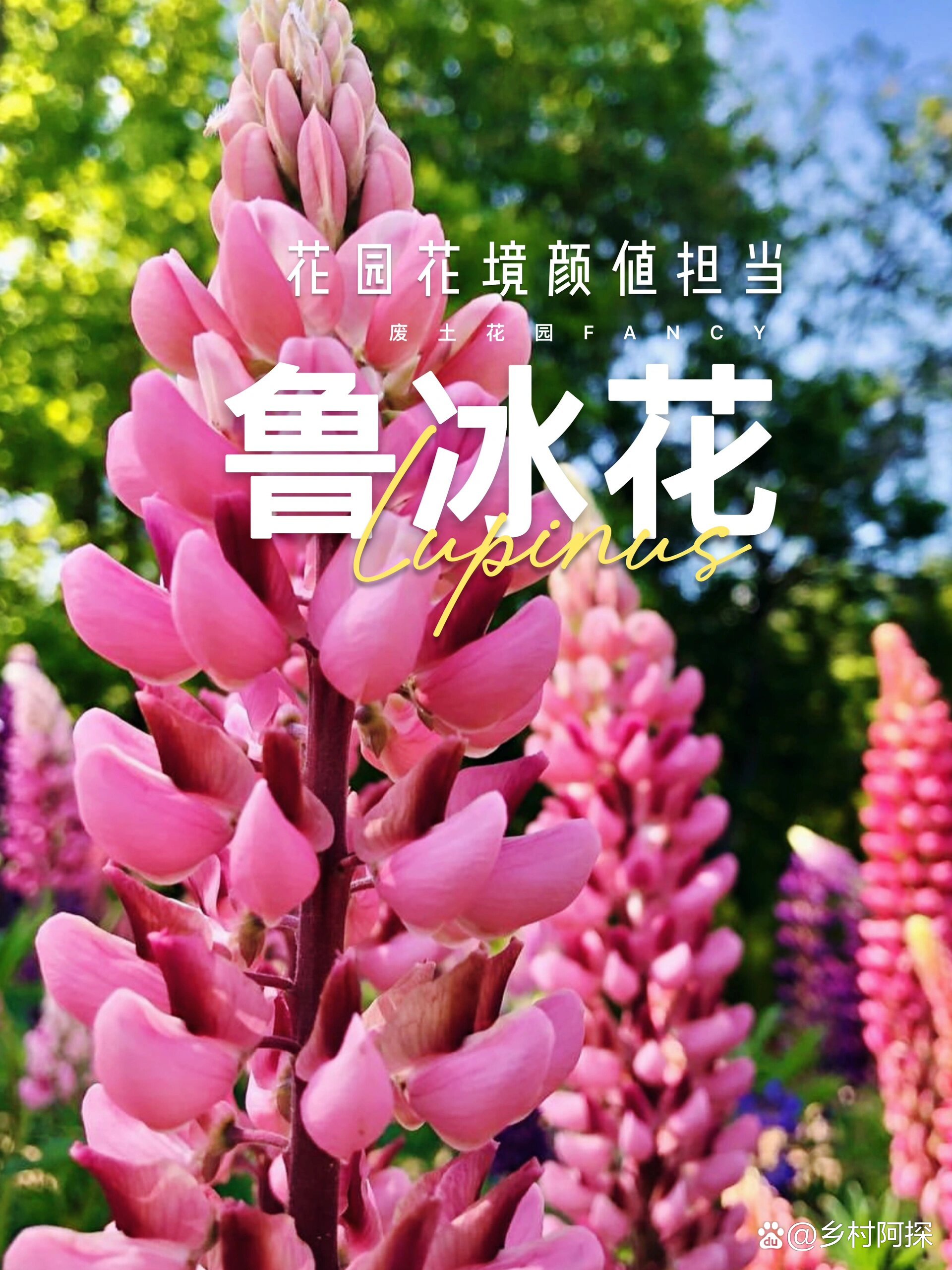 鲁冰花,种子发芽,好可爱啊