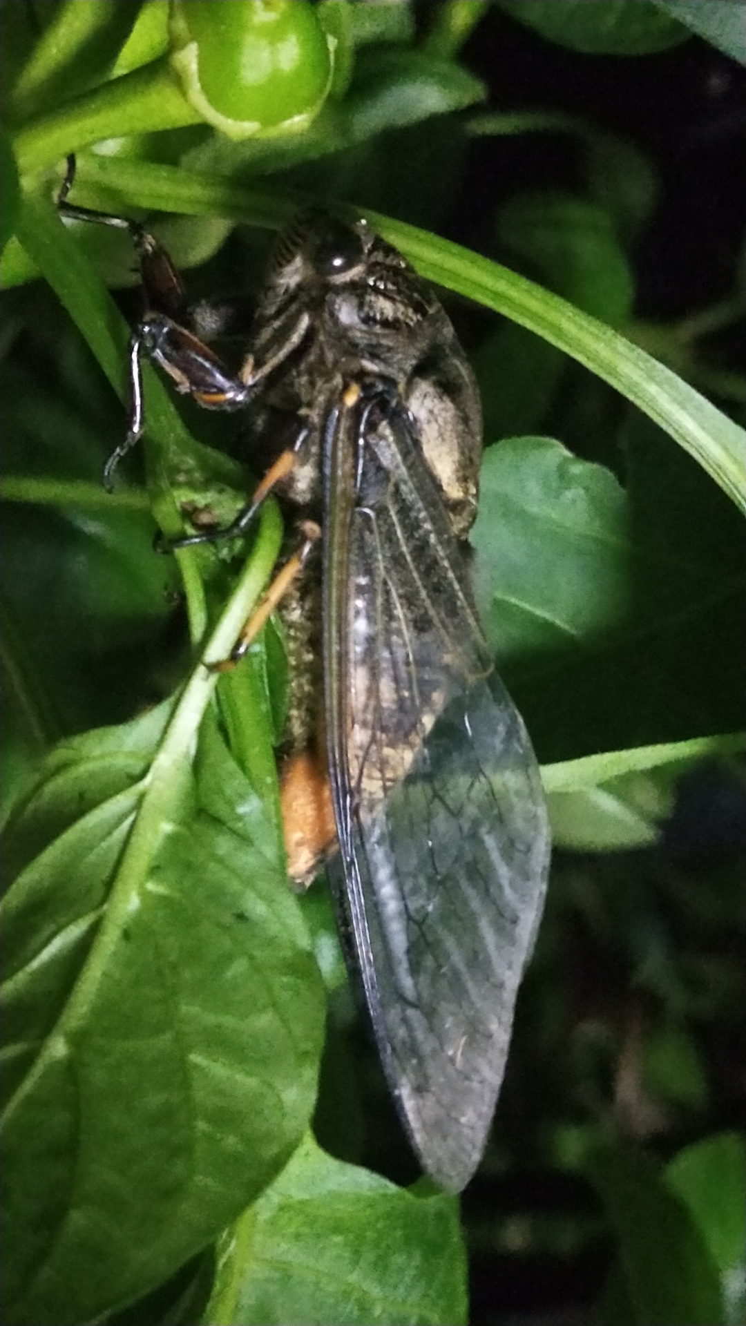 发现一只正在蜕变的蝉,记录一下这个奇妙的瞬间.