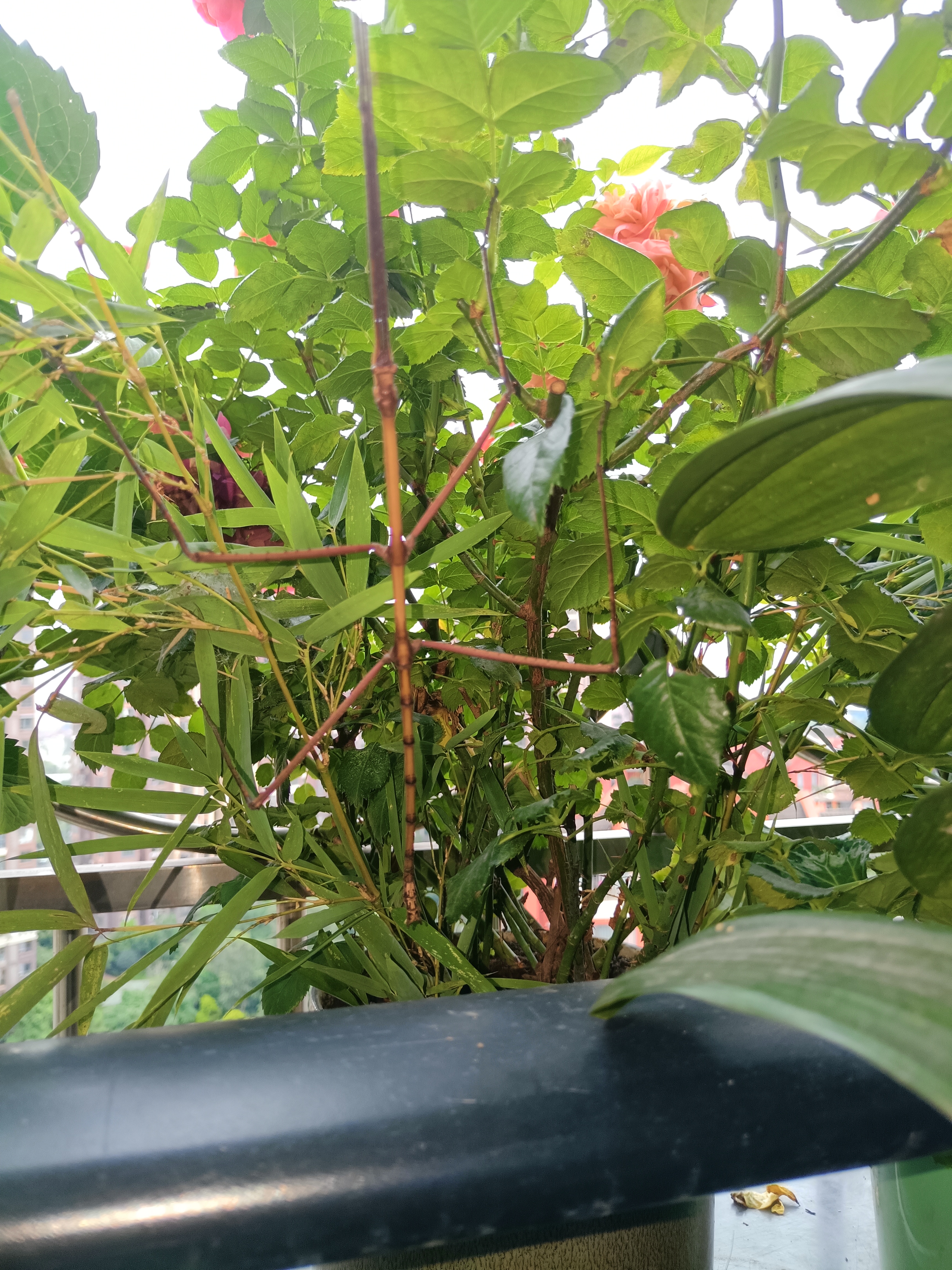 阳台上跑来竹节虫,说是一级保护动物?