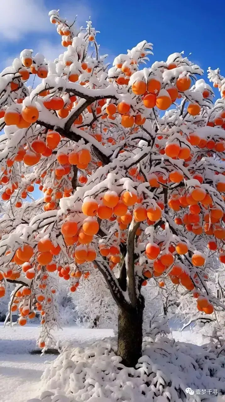 柿子树上挂满橙色小灯笼,雪白树枝有了生机