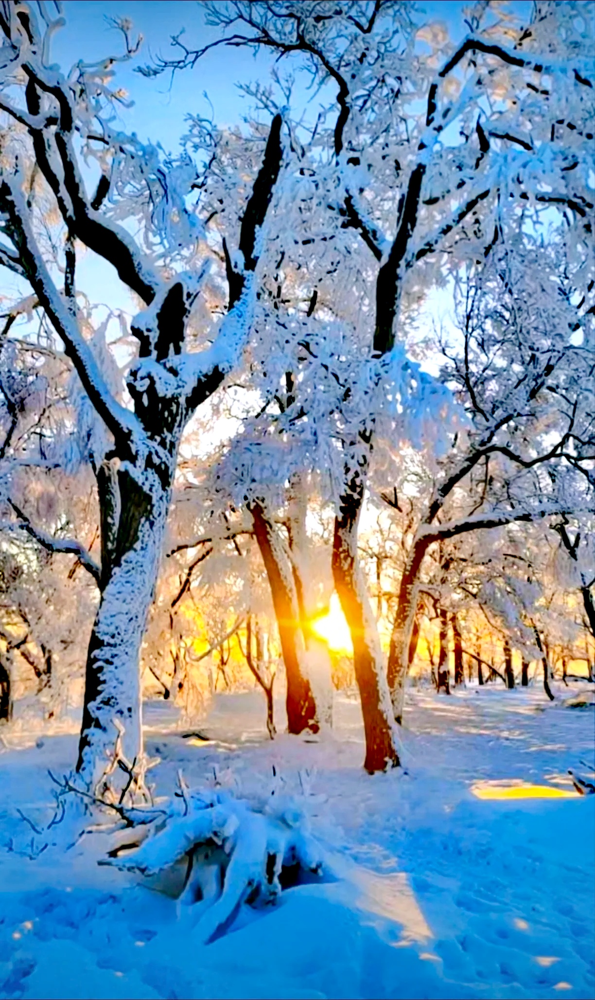 白茫茫的雪景图片