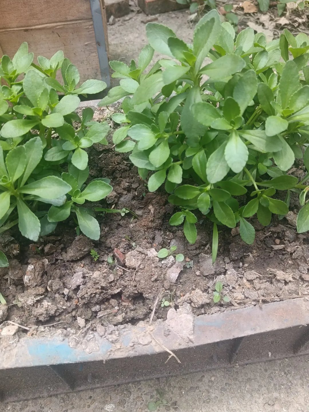 万能的朋友们,我遇到了一个迷题,有人知道这是什么菜吗?