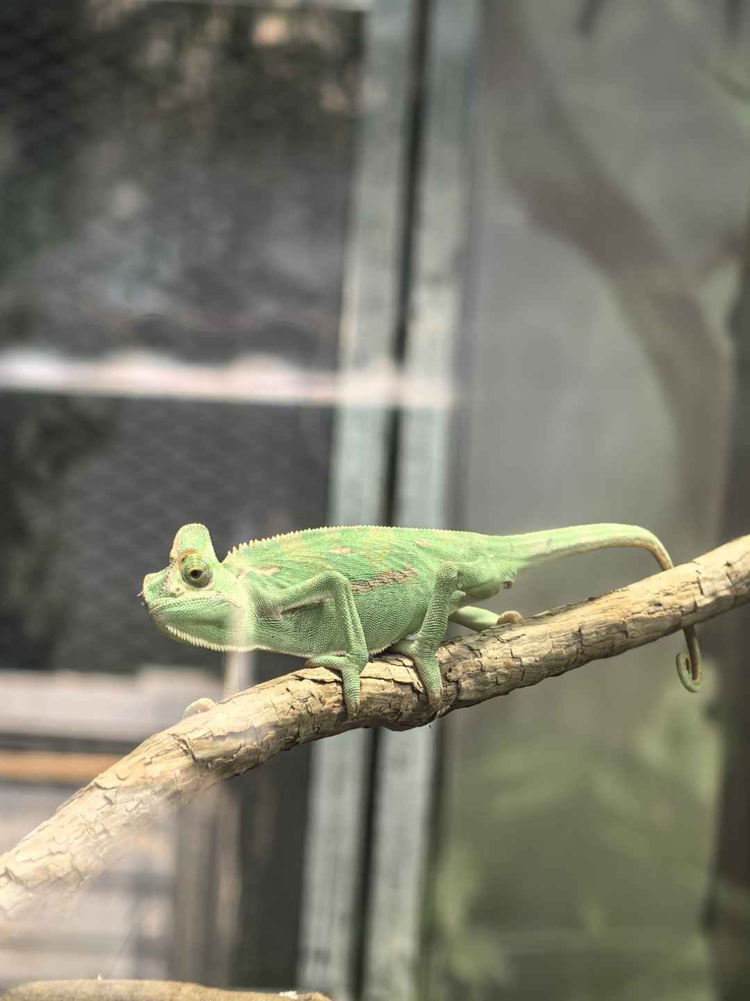 动物王国中最丰富多彩最复杂的变色动物—变色龙