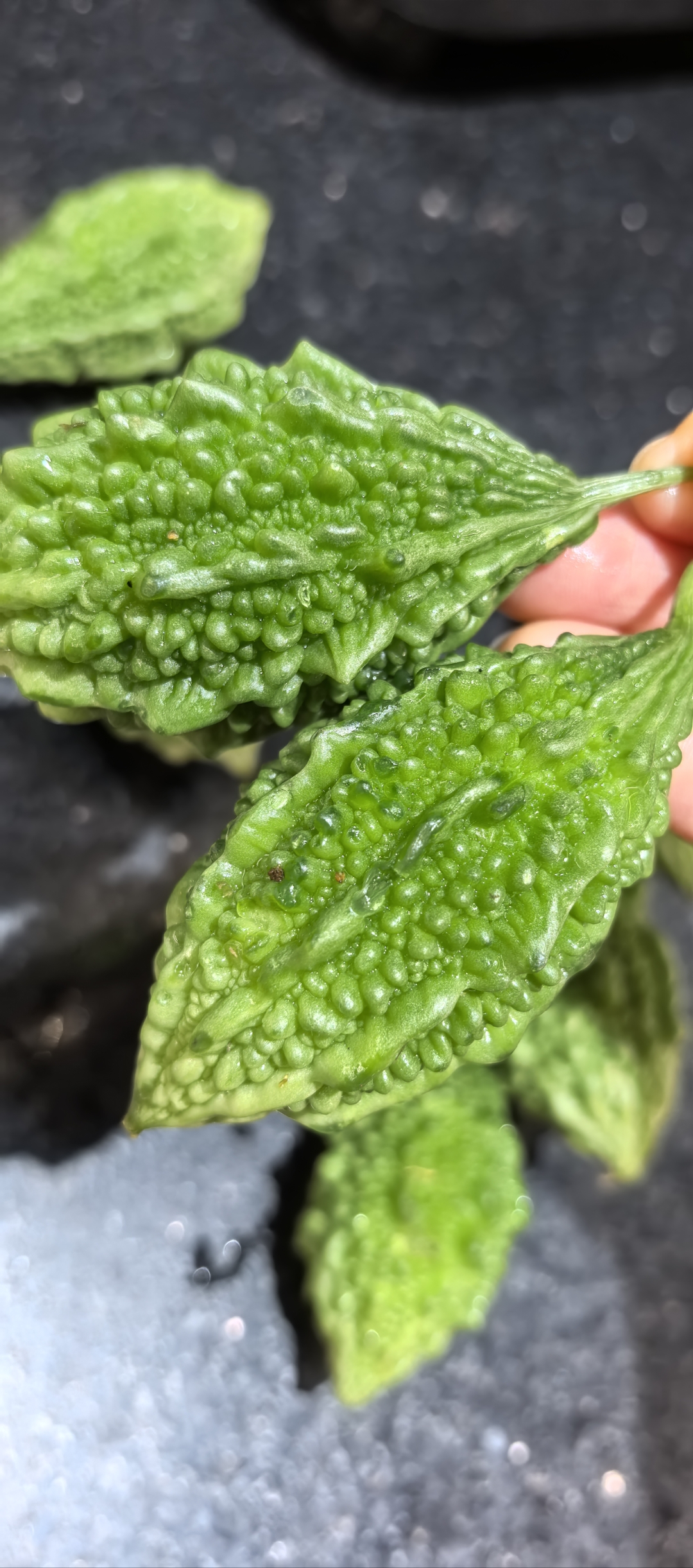 野生小苦瓜 小而美 超迷你