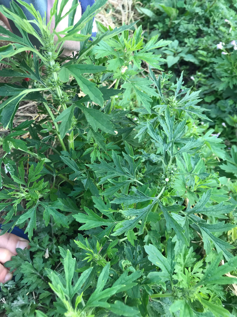 老家田埂间的艾叶与益母草