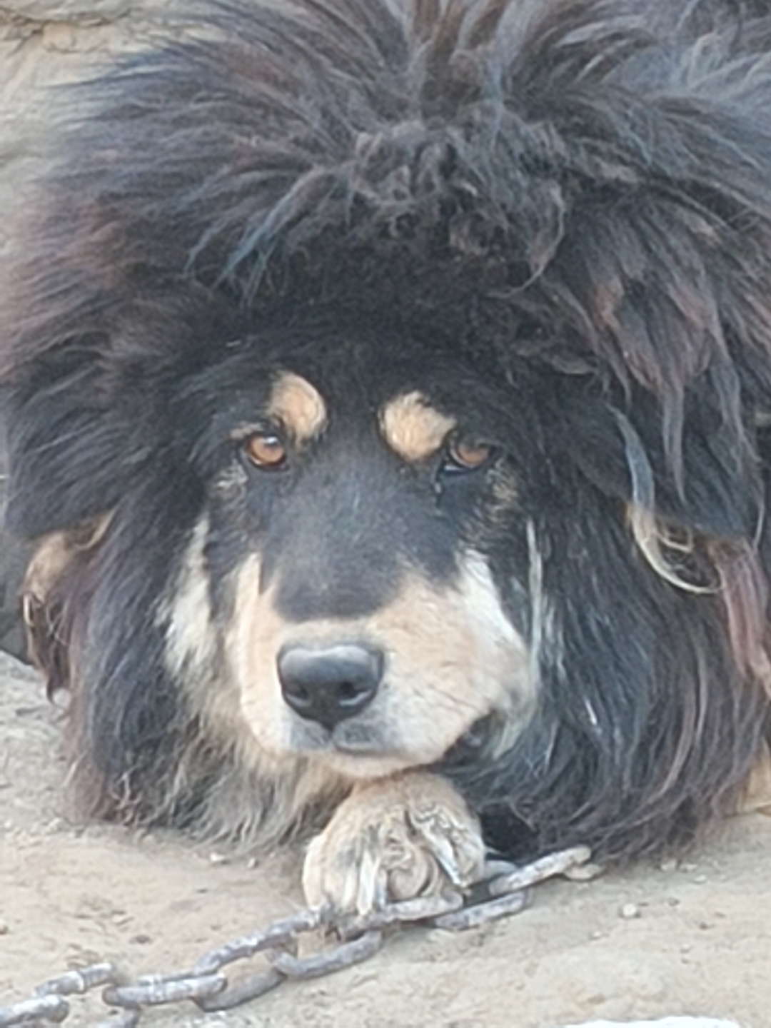 在青藏高原的辽阔土地上,有一只名叫雪莲的原生藏獒母犬,她的黑色毛发