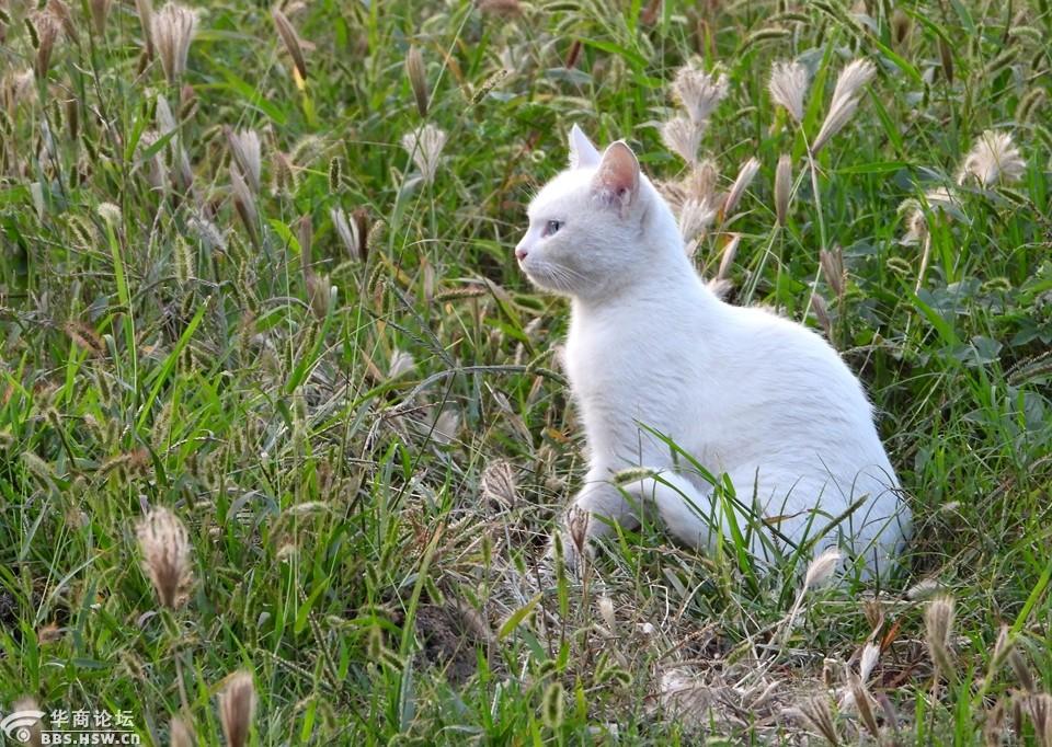 淡绿色眼睛的猫图片