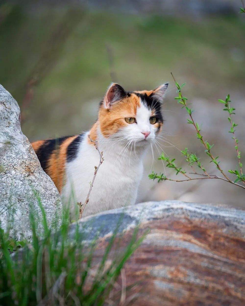 猫武士晨雀图片