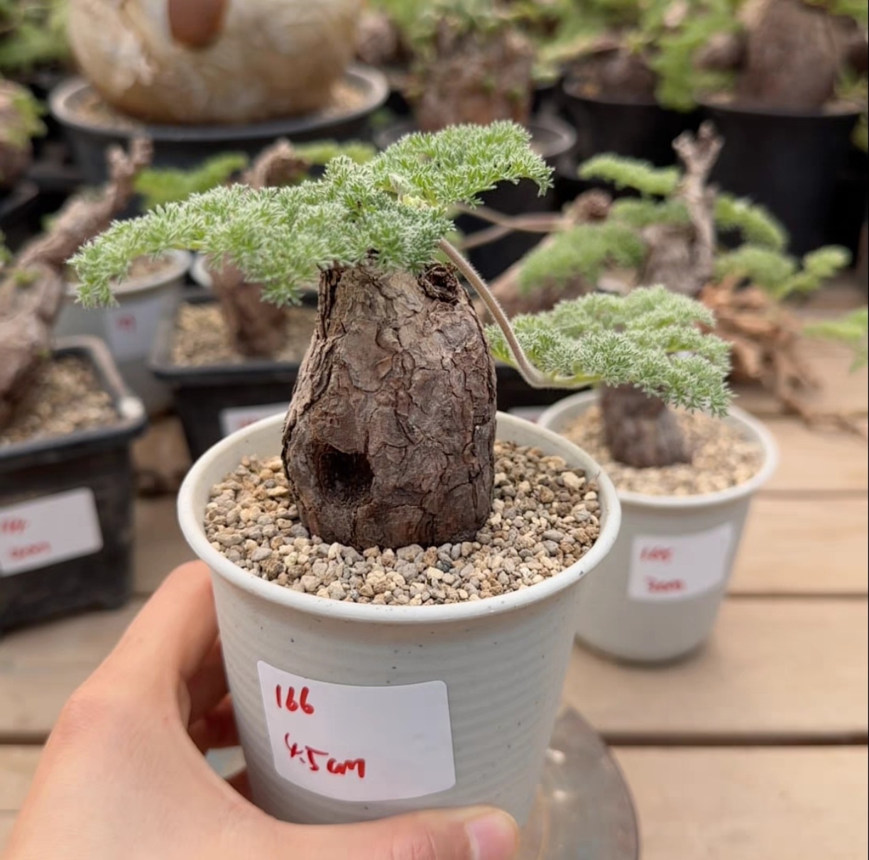 南非羽叶洋葵开花优雅,独具魅力!