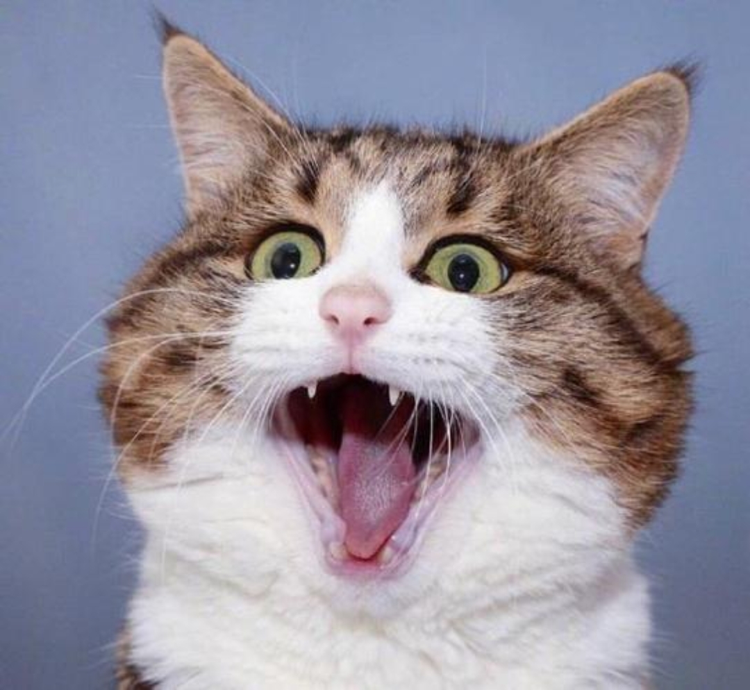 这猫咪的表情够惊艳啰!是恶鼠挑战?是异性调情?