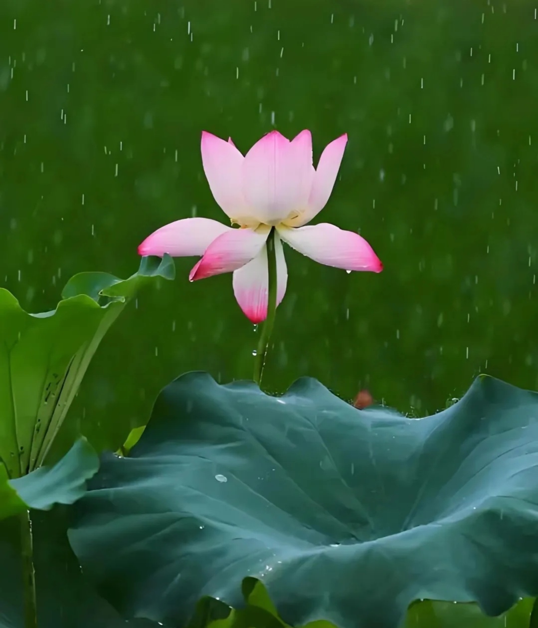 荷花在雨的洗礼后更加娇艳欲滴,粉嫩的花瓣上还挂着晶莹的水珠,仿佛是