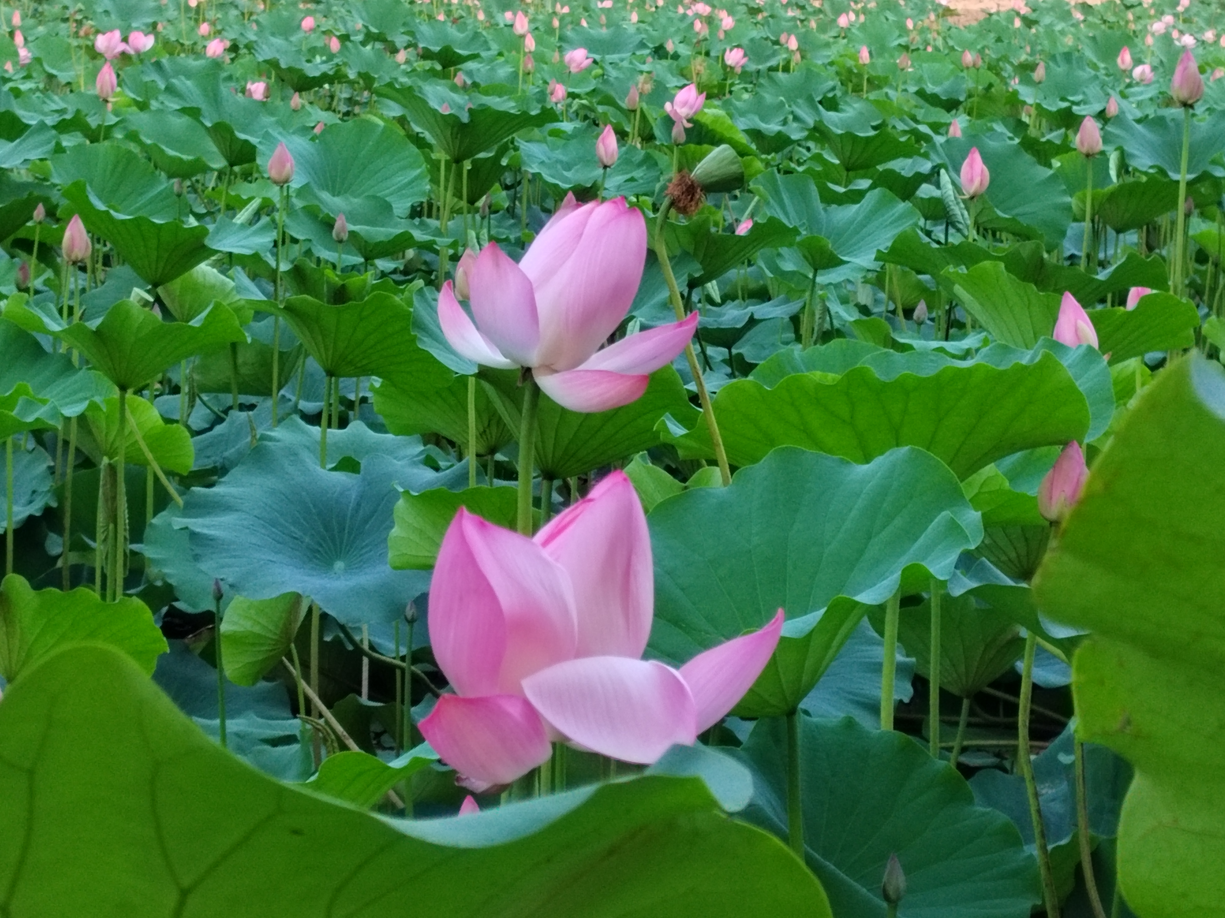 池塘荷花真实图片