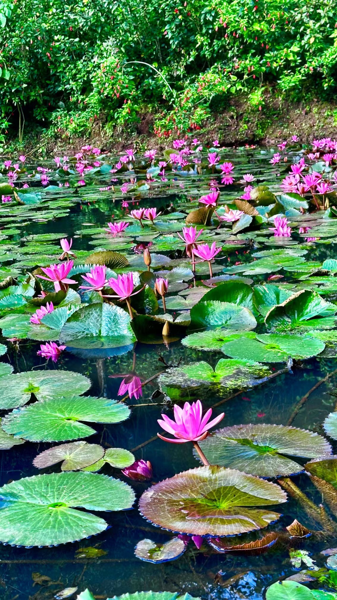 水中盛开的莲花图片图片