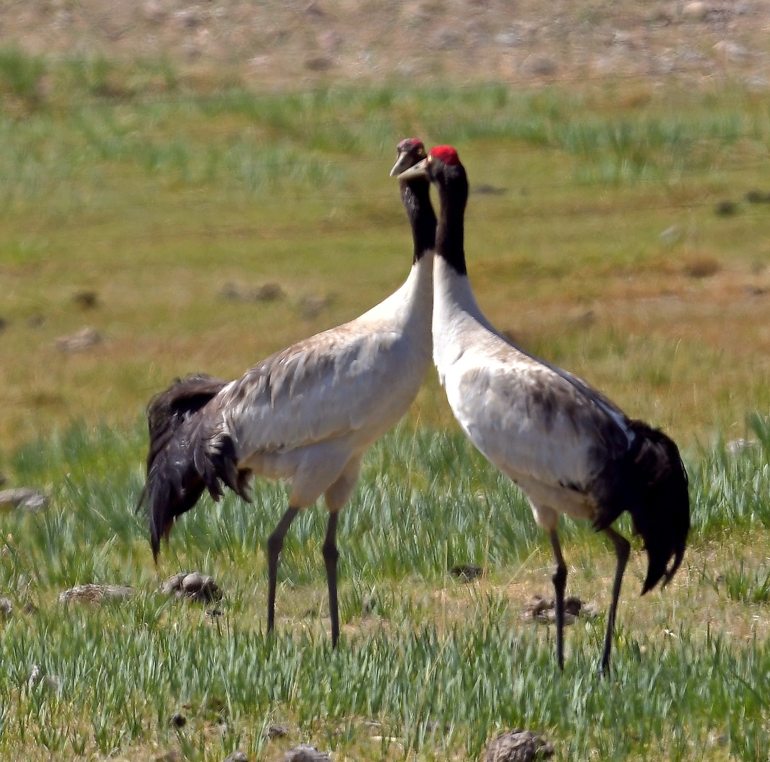 黑白交织的羽毛,红顶长脖,优雅中透着生机