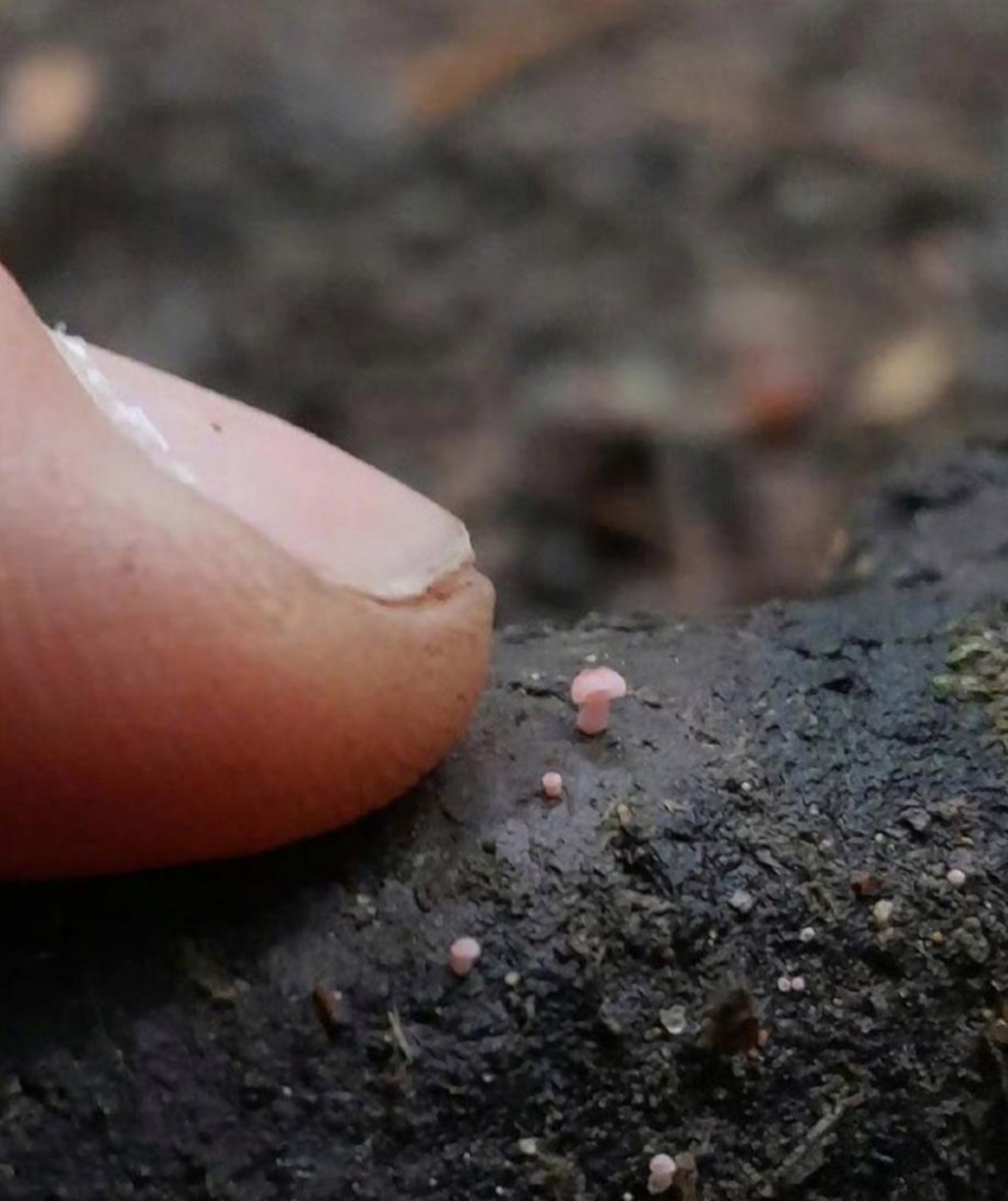 这般晶莹剔透的像水晶般的蘑菇,居然真实的才这么小,这种蘑菇也仅限于