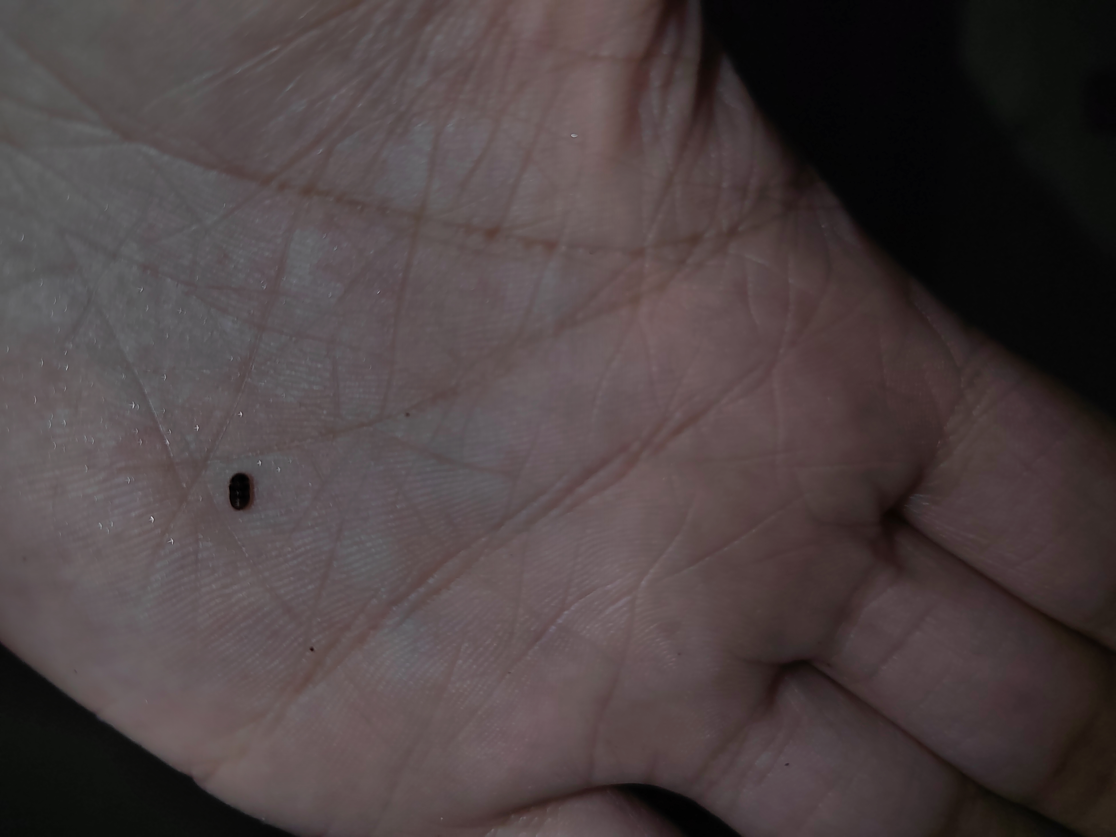 这种黑色小虫,硬壳,有红棕色,有翅膀,一碰会装死,这是什么虫啊,什么