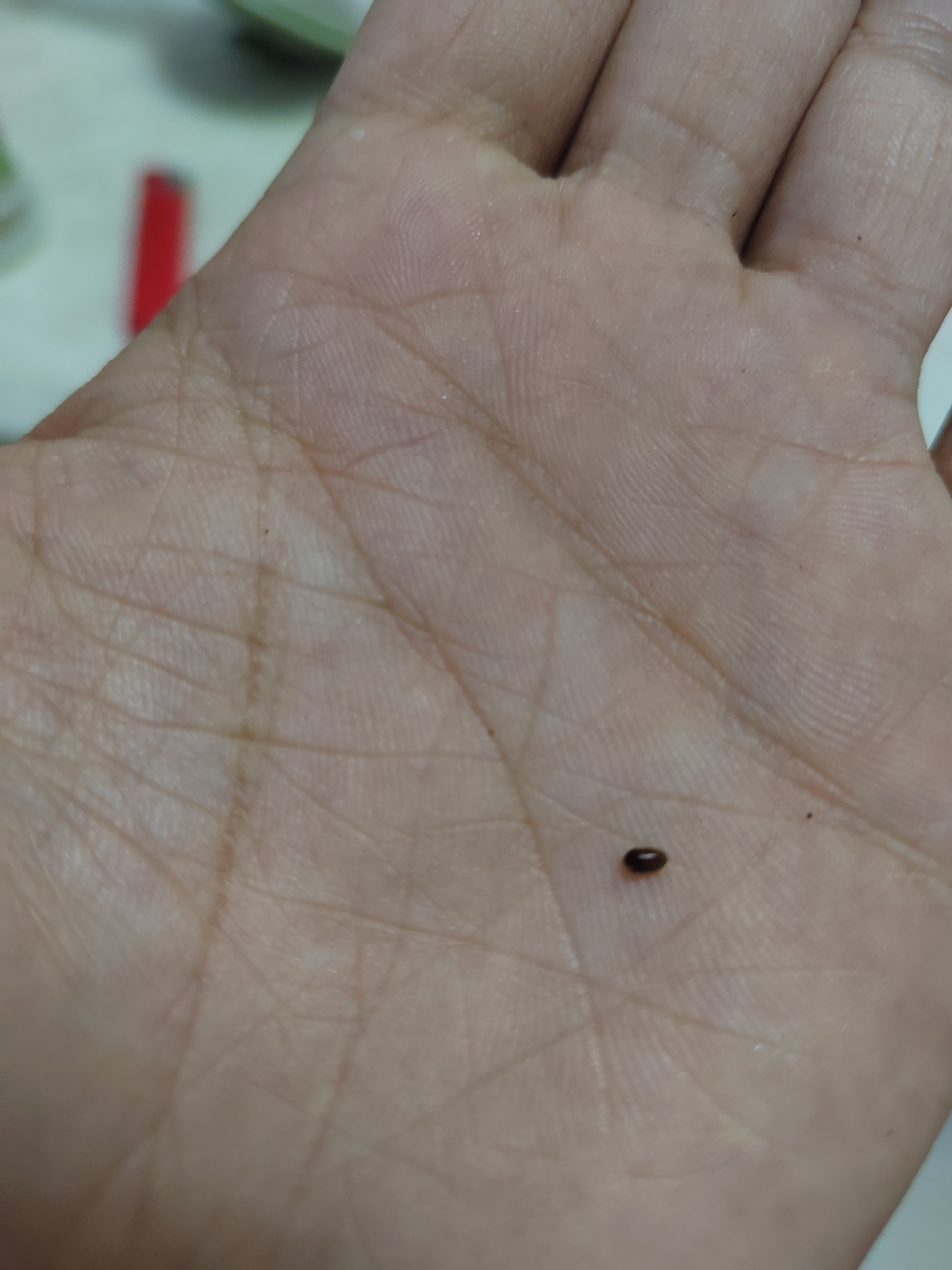 这种黑色小虫,硬壳,有红棕色,有翅膀,一碰会装死,这是什么虫啊,什么