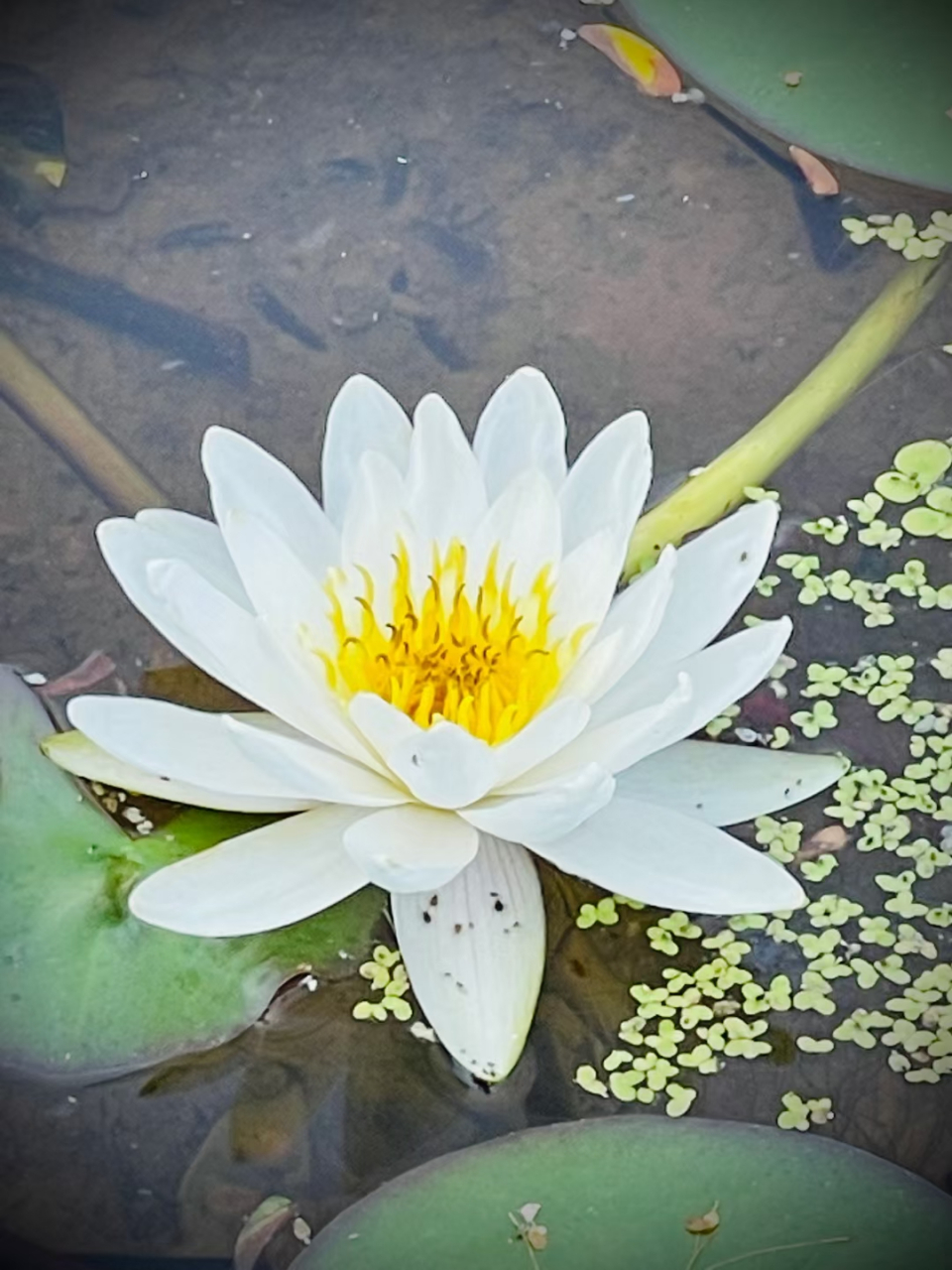 "心"字三个点,没有一个点不在往外蹦.