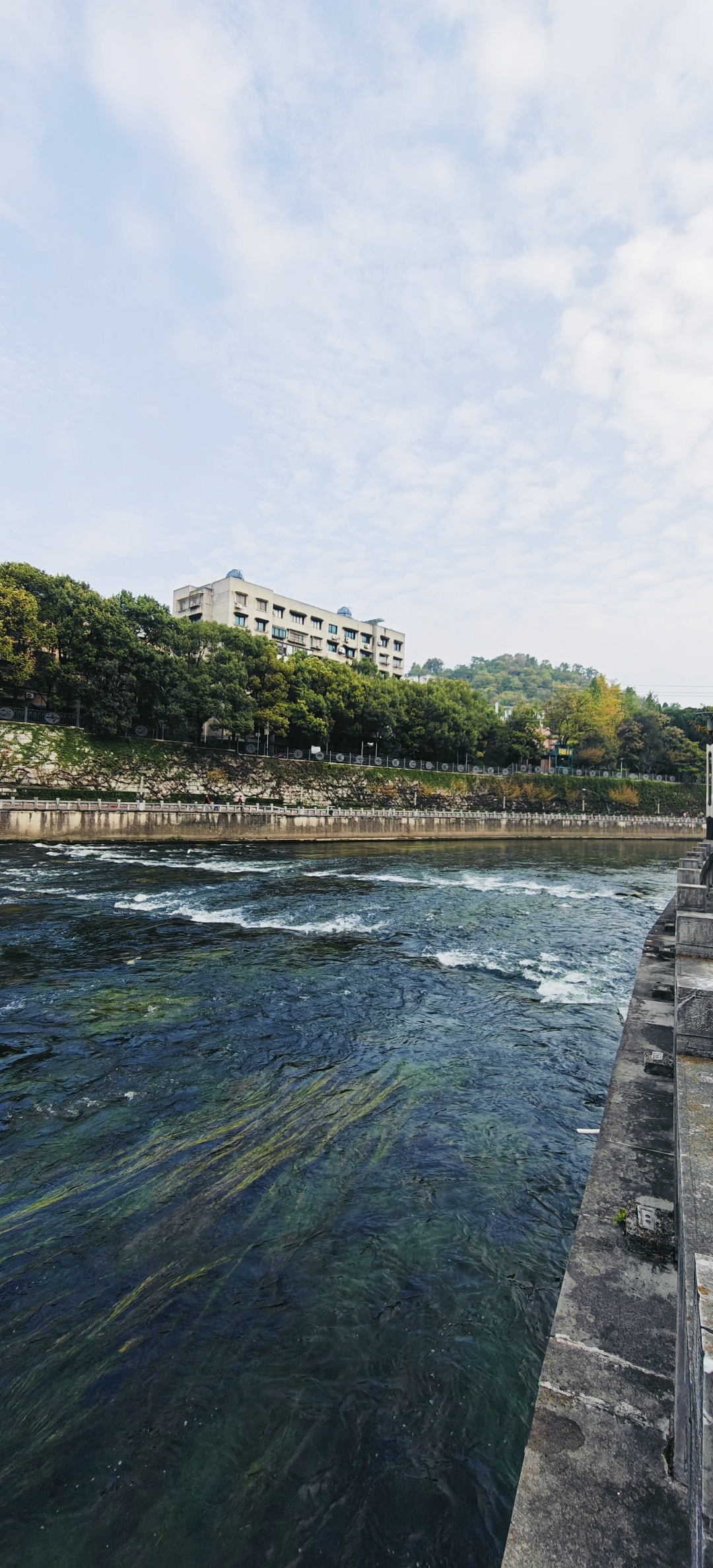 南明河 我爱河水净,满河流莎茵. 时有白鹭至,缩颈窥鱼鳞