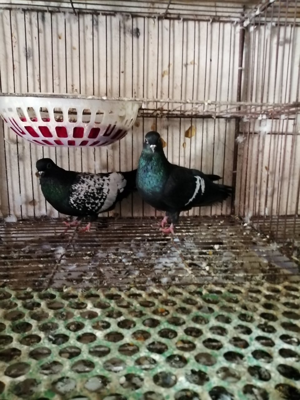 你养过哪些特别的宠物# 七星背高飞鸽,观赏鸽