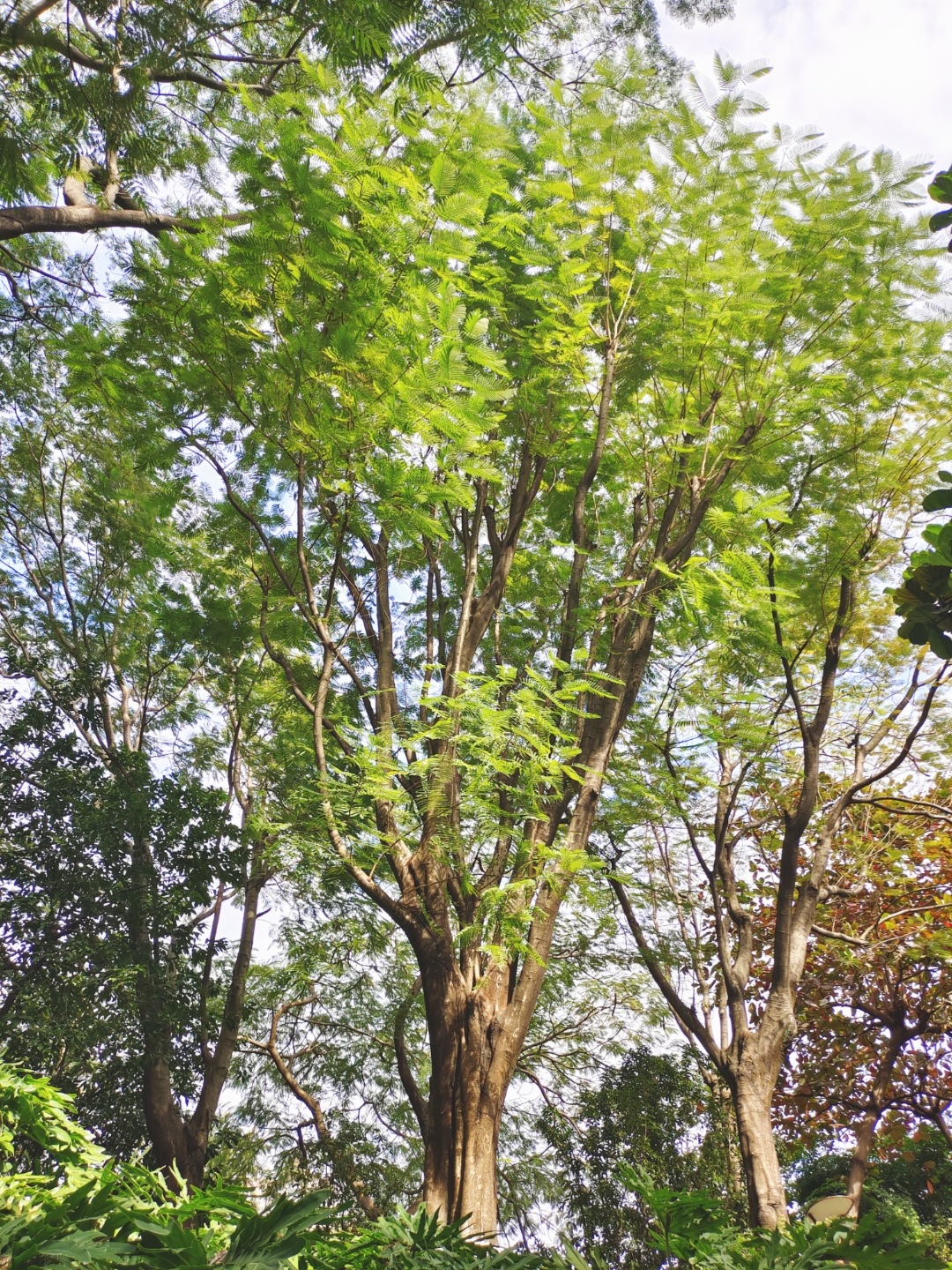 投稿星计划# 冬天啦,公园里的树都是绿油油的,凤凰木的树叶子很是