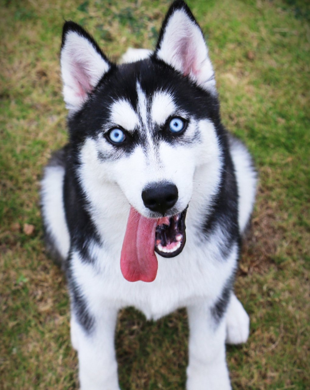 二哈,雪地犬三傻之一