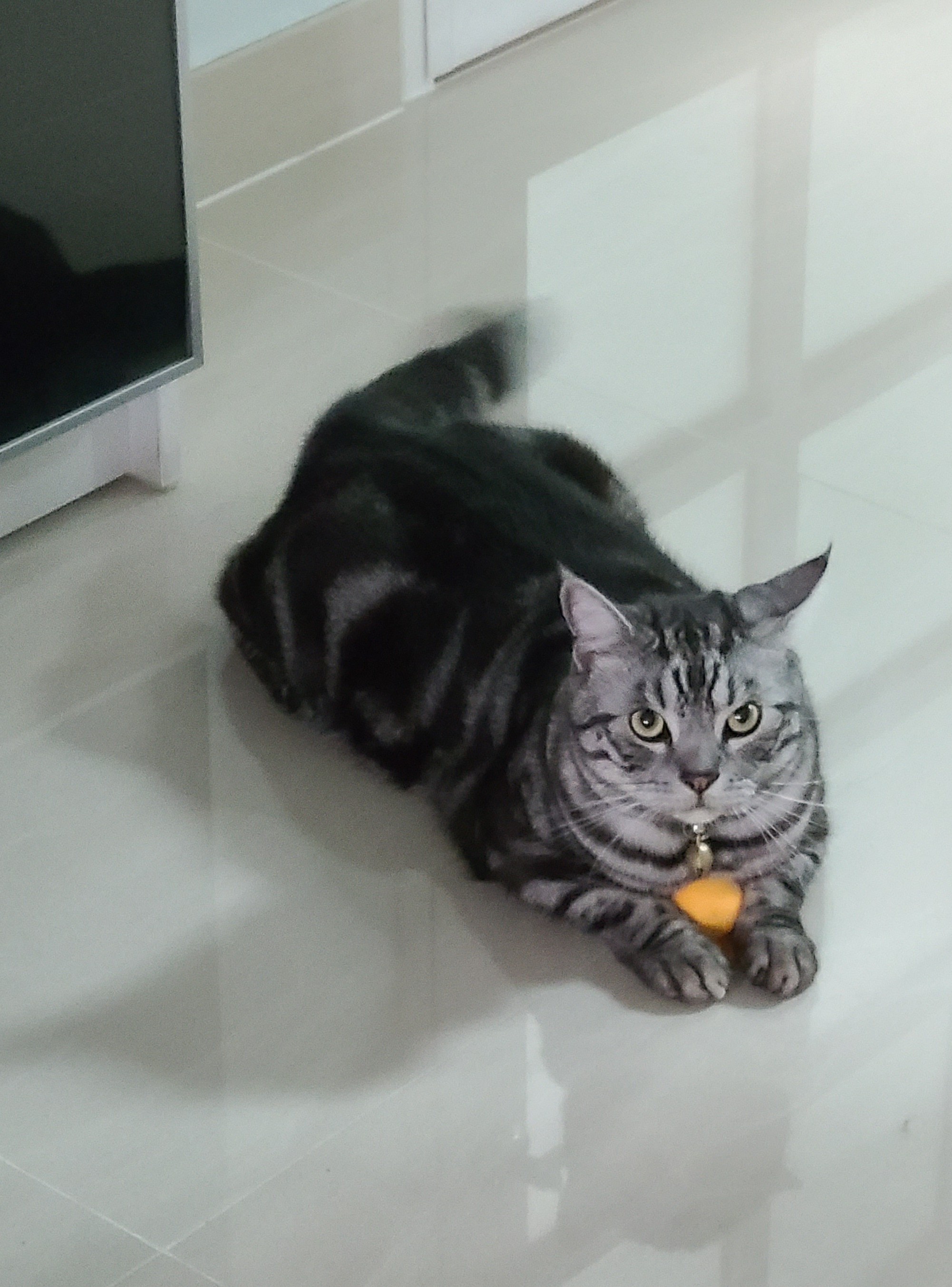 猫奴聚集地# 我家nate是美短.