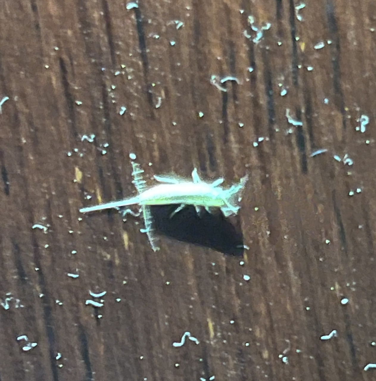 家里发现的,在地板上爬行,通体白色,宽3毫米左右,长6毫米左右.