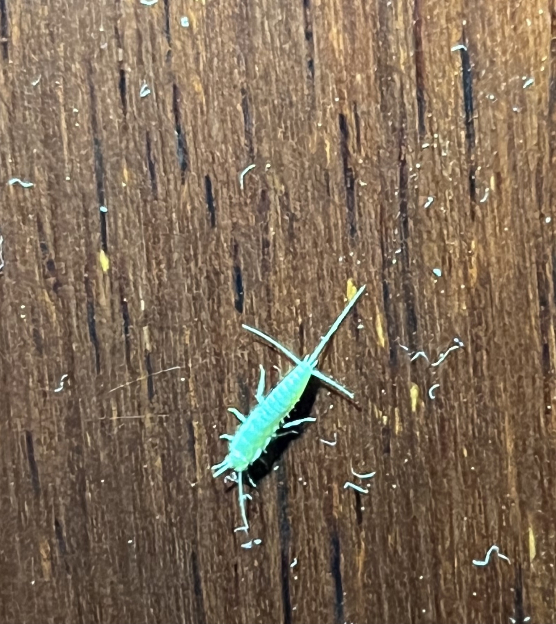 家里发现的,在地板上爬行,通体白色,宽3毫米左右,长6毫米左右.