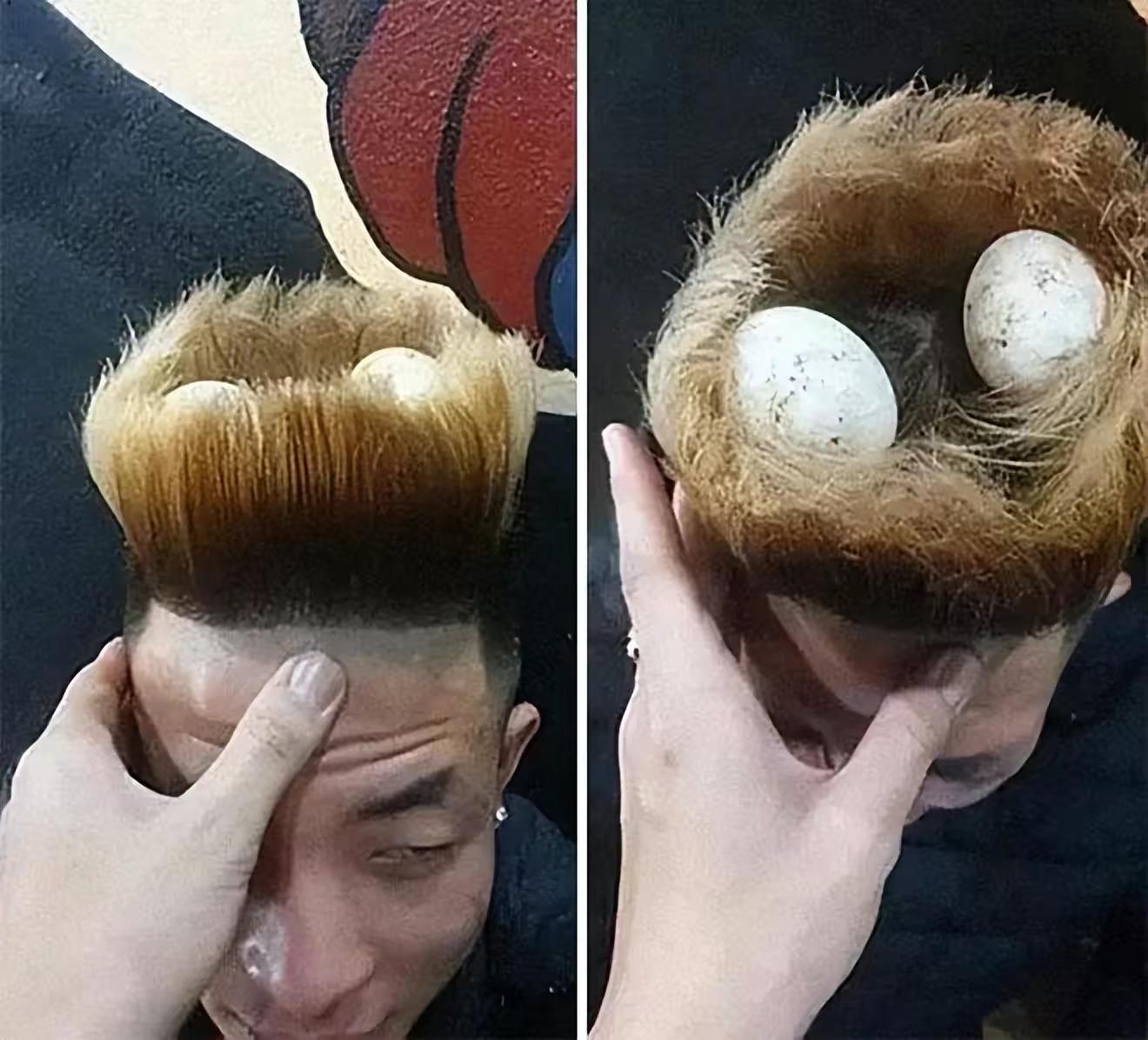 真正的鸟窝头,置蛋于窝里,引来孵蛋鸟