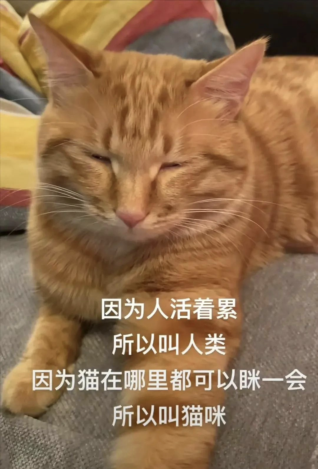 因为猫在哪里都可以眯一会,所以叫猫眯.有道理