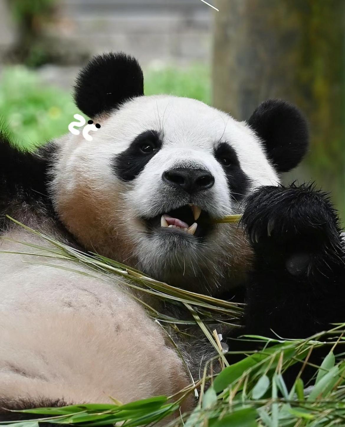 福宝抱住一根鲜嫩的笋,悠哉悠哉地躺在青翠的竹子上,美滋滋地品味着笋