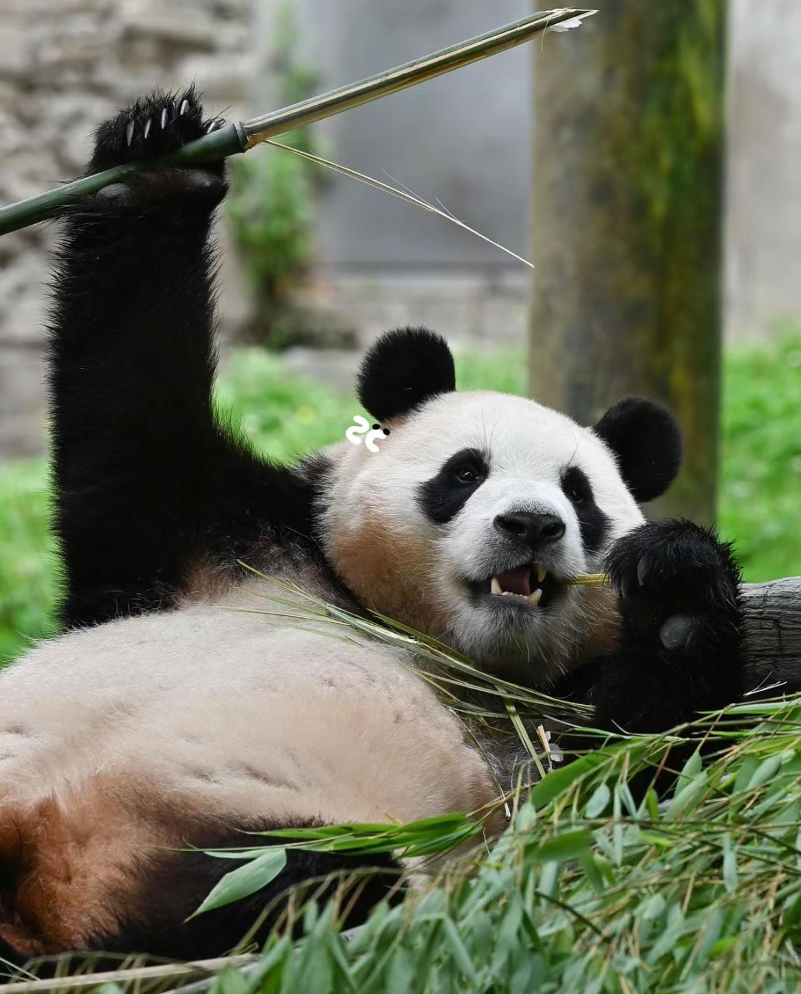 福宝抱住一根鲜嫩的笋,悠哉悠哉地躺在青翠的竹子上,美滋滋地品味着笋