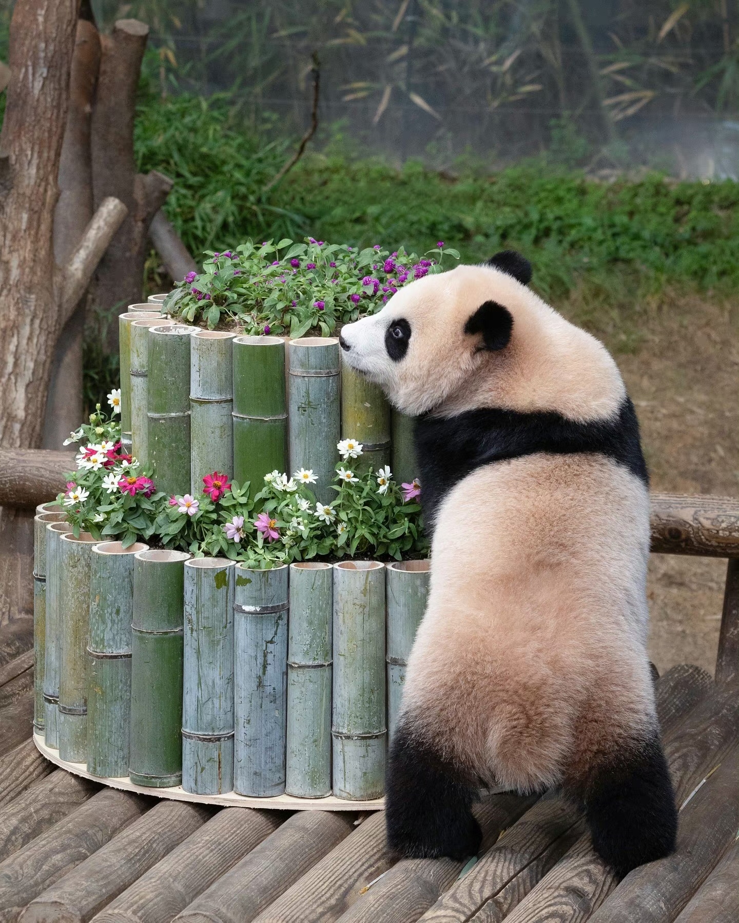 既然给俺捕捉美好瞬间,怎能只留背影,不展露俺绝世的容颜?