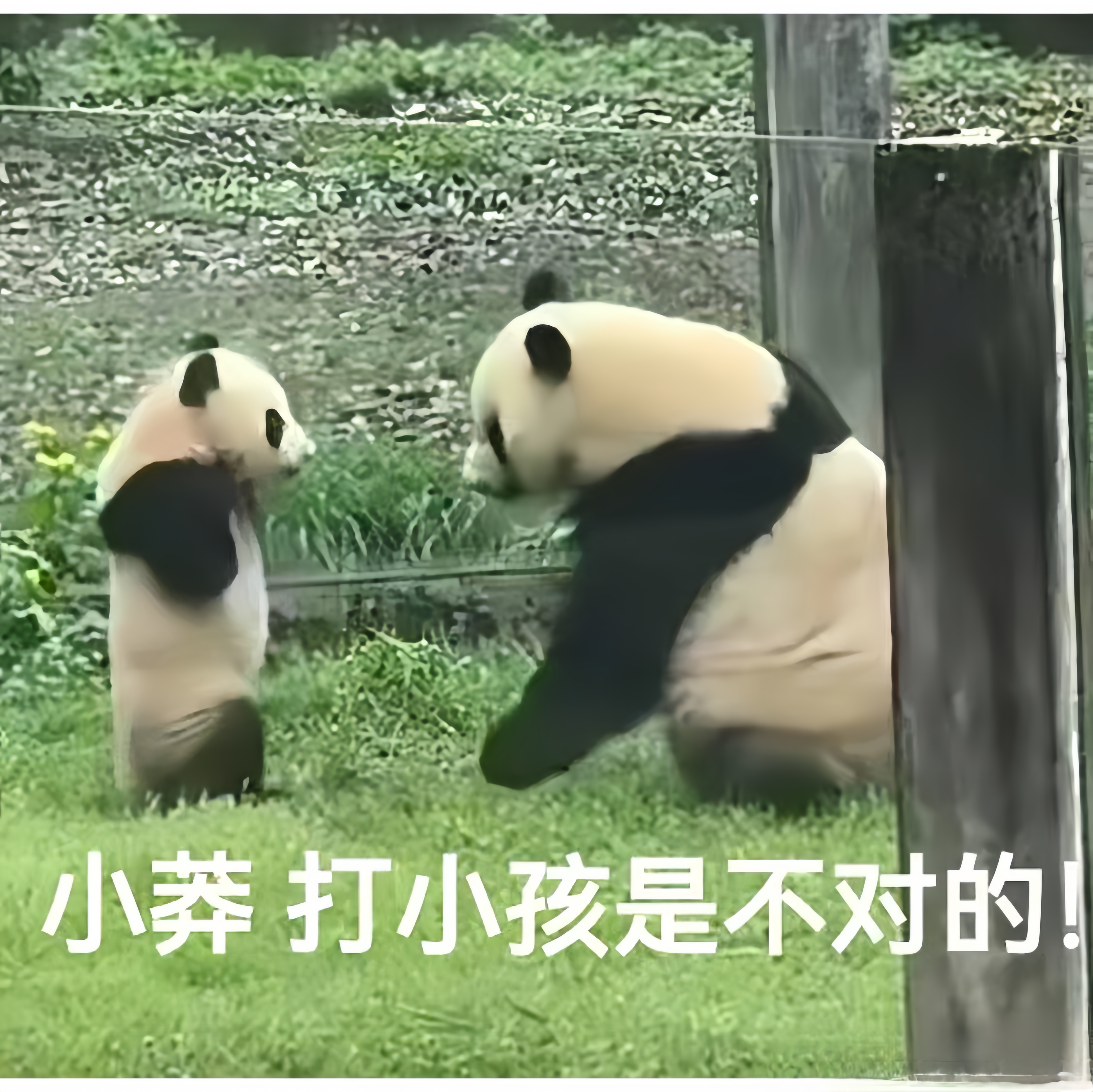 不可以打小孩!"哈哈哈萌宝也太可爱了吧