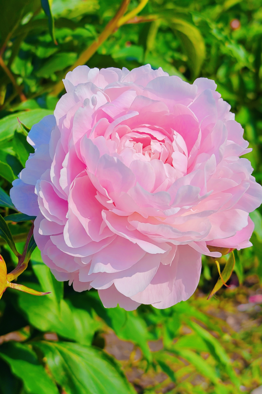 邂逅长春公园盛开的芍药花,仿佛走进了一幅水墨画.