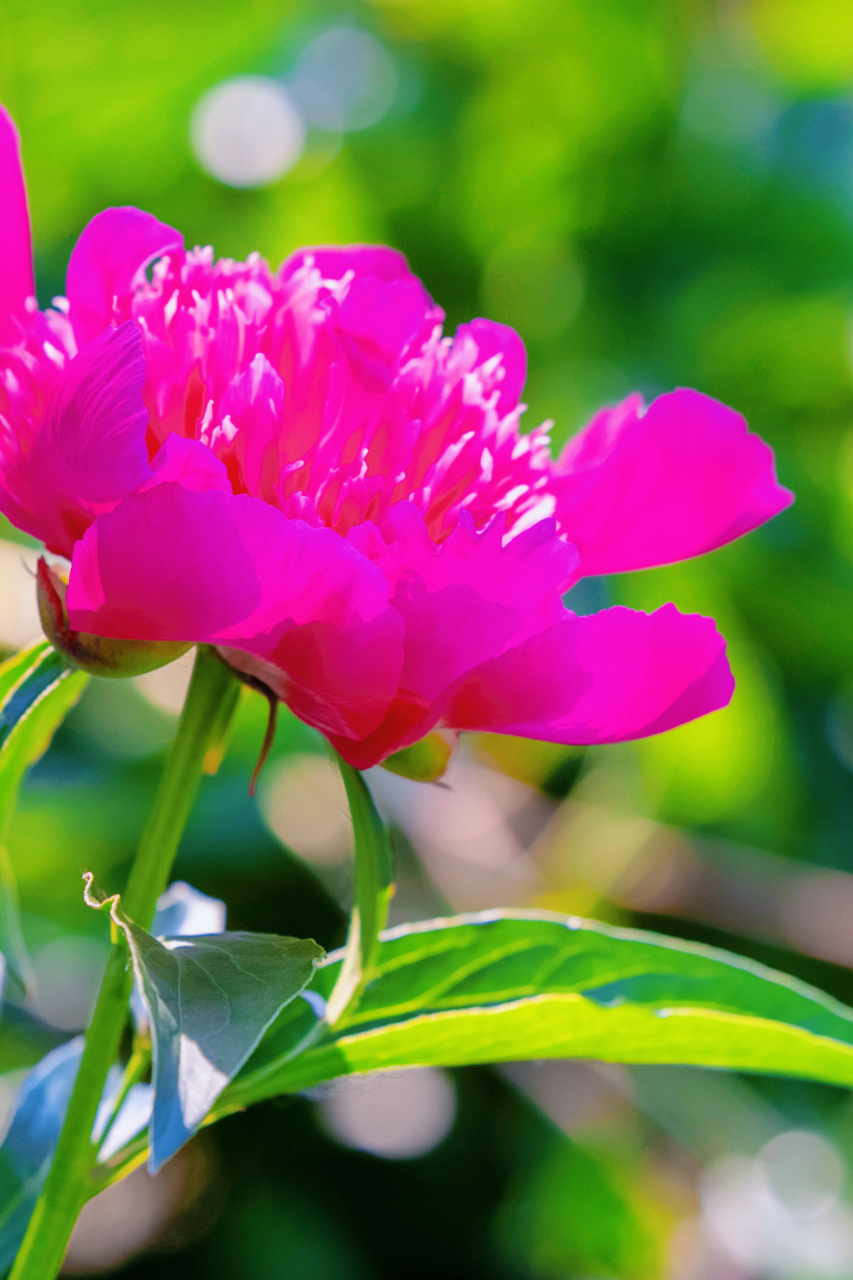 邂逅长春公园盛开的芍药花,仿佛走进了一幅水墨画.