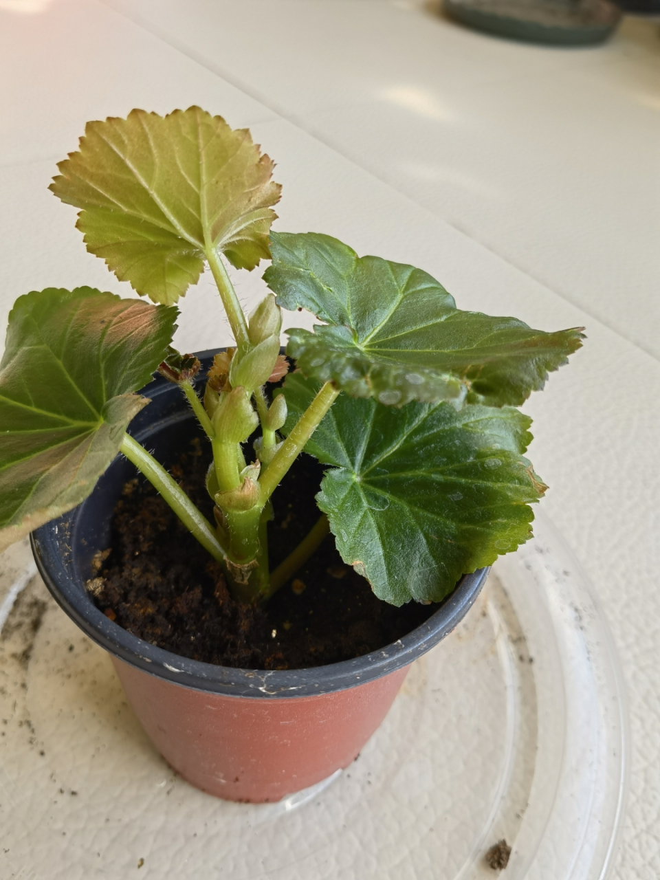 看到花友们都说丽格海棠比较难养,我感觉还行,试着扦插了几个都成活了