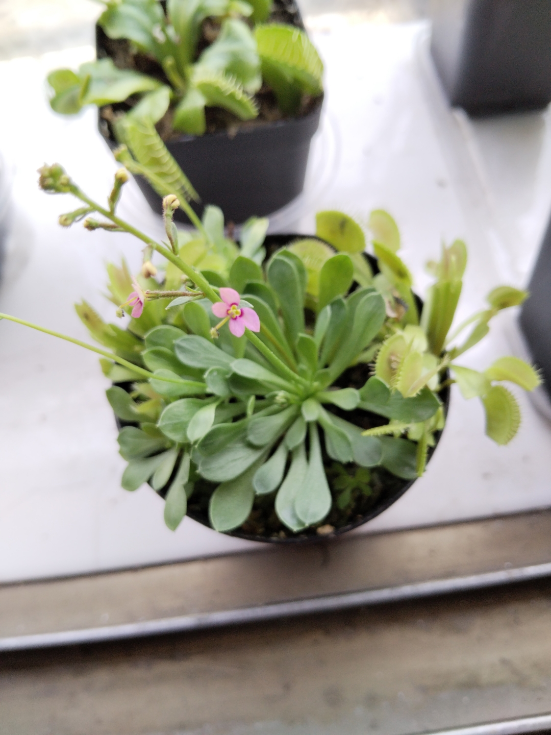 这玩意居然被我养开花了#丹波花柱草# #捕虫植物# #开花的捕蝇草