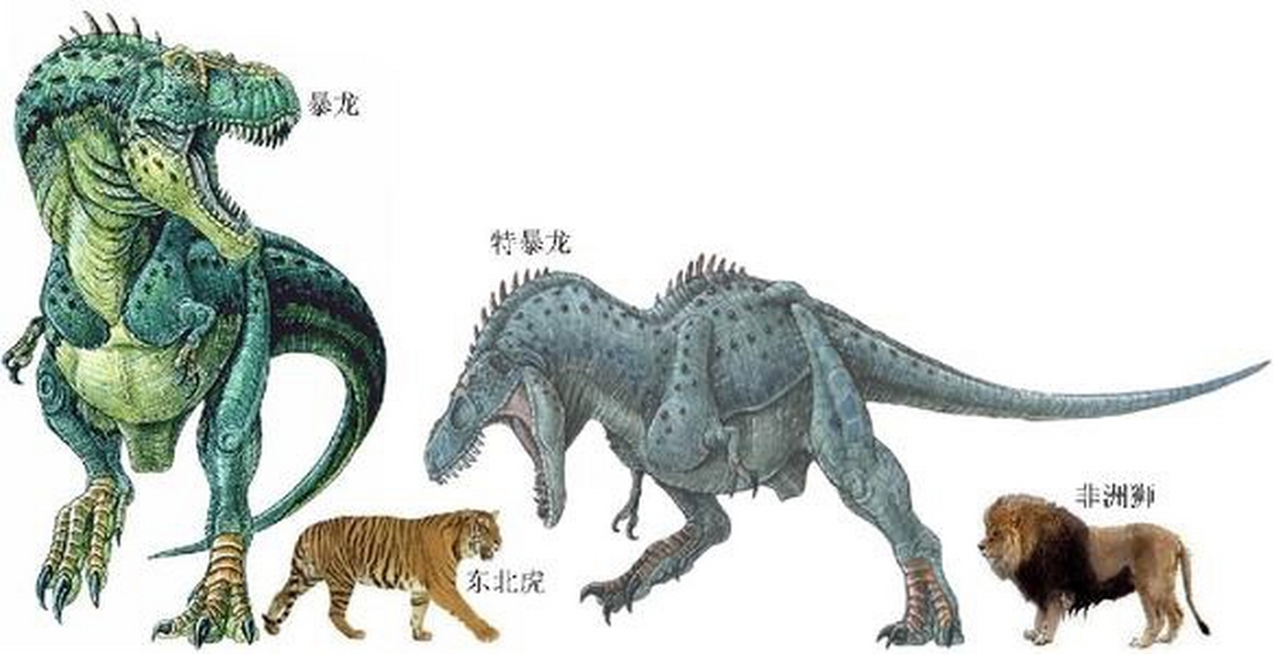 体长约为8-12米,是种大型肉食恐龙.其模式种为勇猛特暴龙.