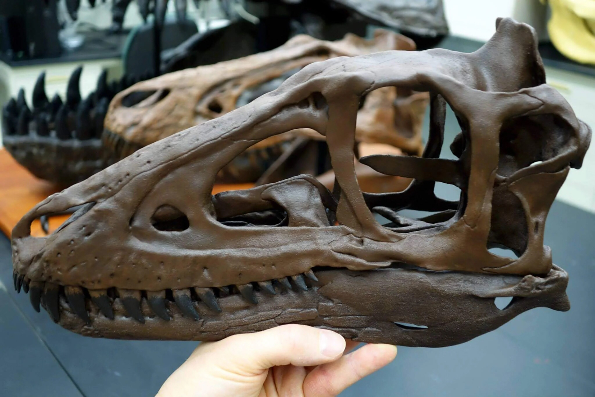 编号:mor 6625 昵称:champer rex 目前发现的最小霸王龙个体