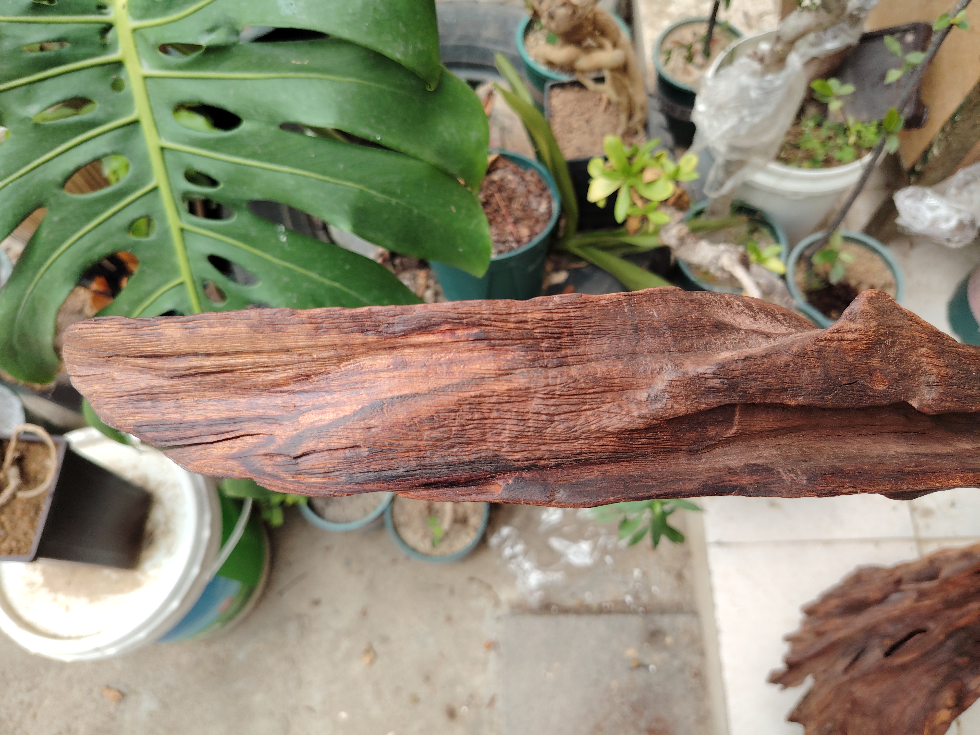 听说全球唯一一棵海南黄花梨阴沉木就是这棵,还听说少了10000个w不卖