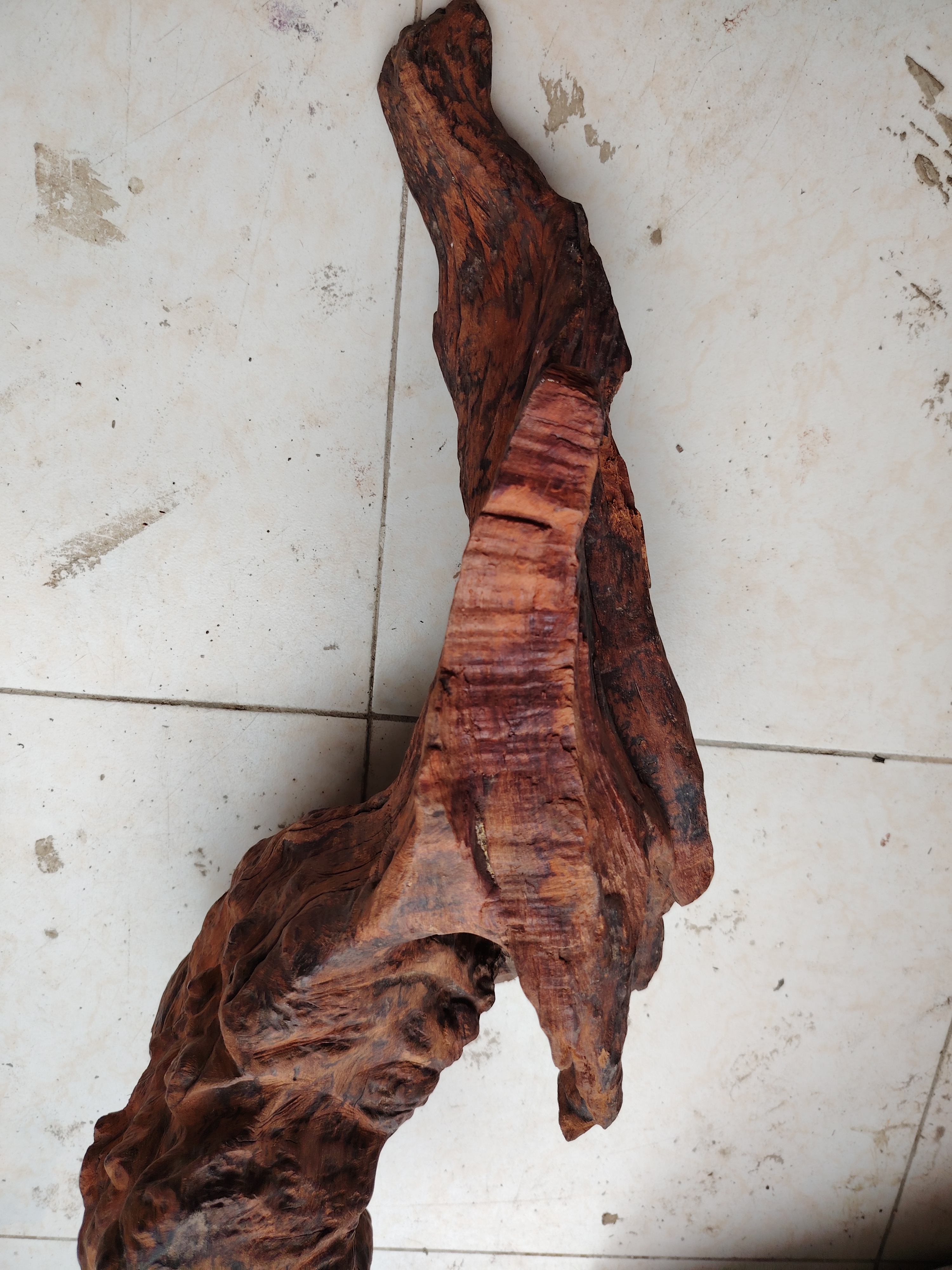 听说全球唯一一棵海南黄花梨阴沉木就是这棵,还听说少了10000个w不卖