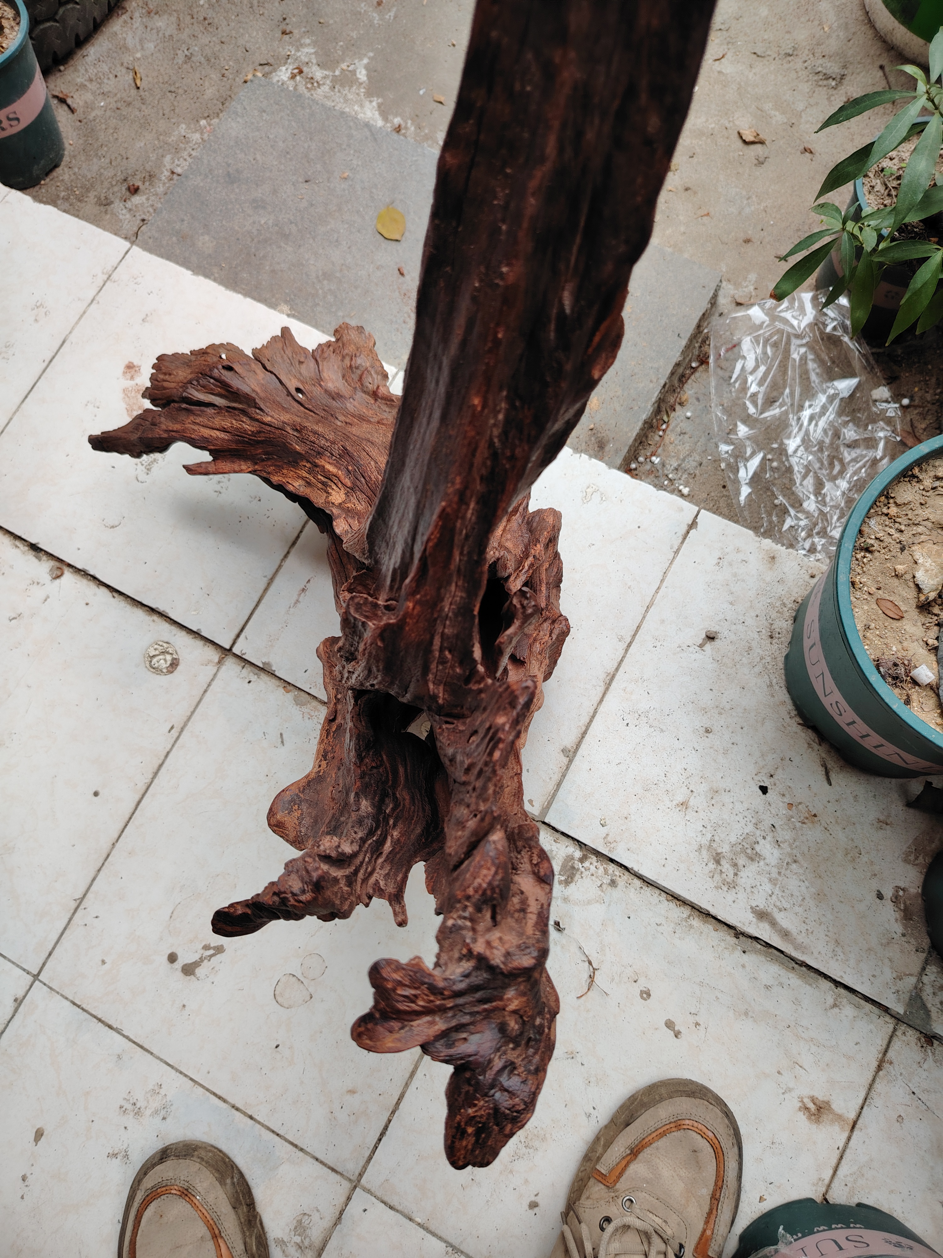 听说全球唯一一棵海南黄花梨阴沉木就是这棵,还听说少了10000个w不卖