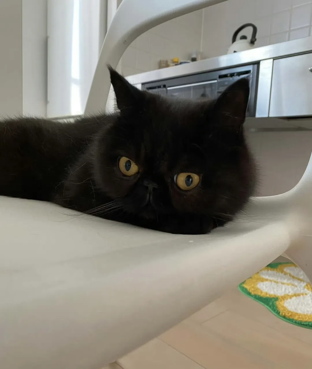 超萌黑扁脸猫