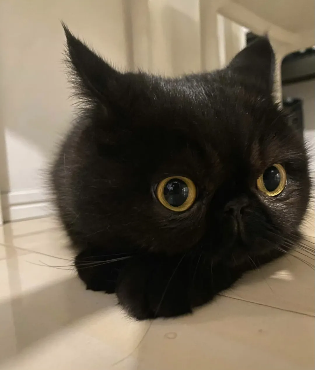 超萌黑扁脸猫